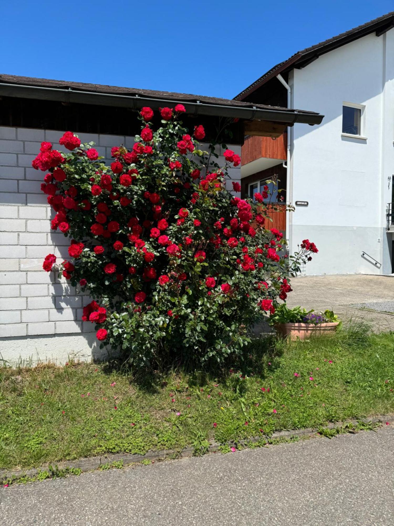 Ferienwohnung Haus Waldeck Ühlingen-Birkendorf Exterior foto